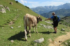 144-Kuh-und-Willi